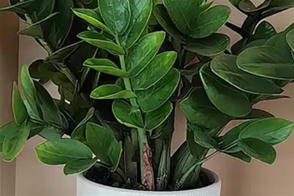 如何让金钱树爆芽,需要合理的施加水肥