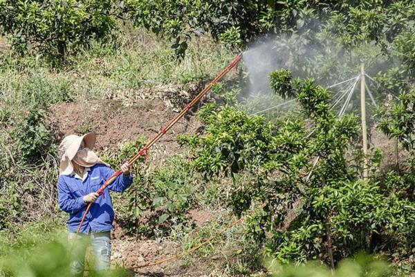 果园适合用什么除草剂，草甘膦、草铵膦等药物效果好