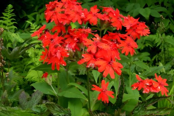 剪秋罗的外观,植株呈纺锤形