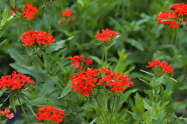 剪秋罗的外观,植株呈纺锤形