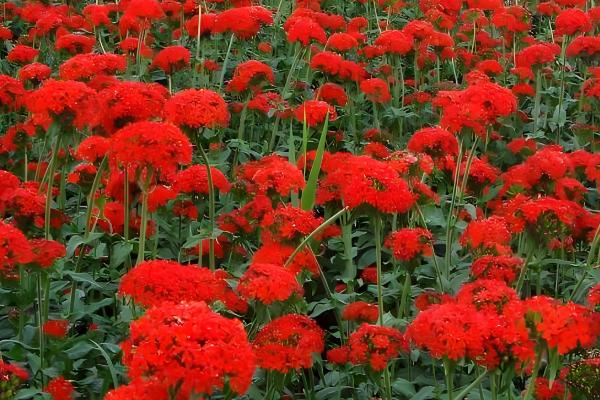 剪秋罗的外观,植株呈纺锤形