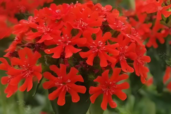 剪秋罗的外观,植株呈纺锤形