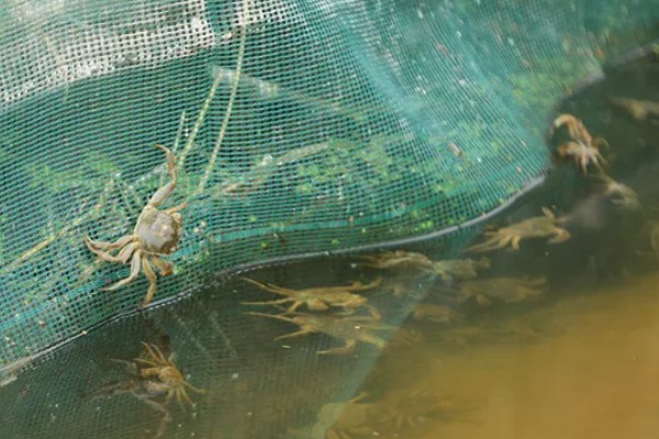 养殖淡水虾蟹存在的问题,饲料开发滞后