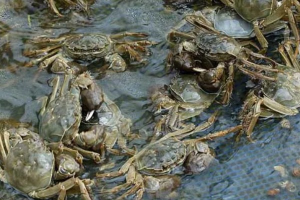 养殖淡水虾蟹存在的问题,饲料开发滞后