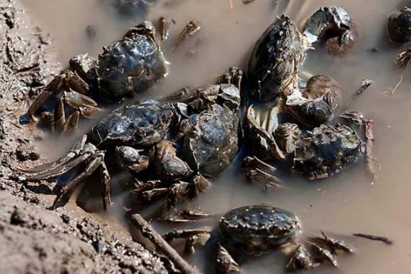 养殖淡水虾蟹存在的问题,饲料开发滞后