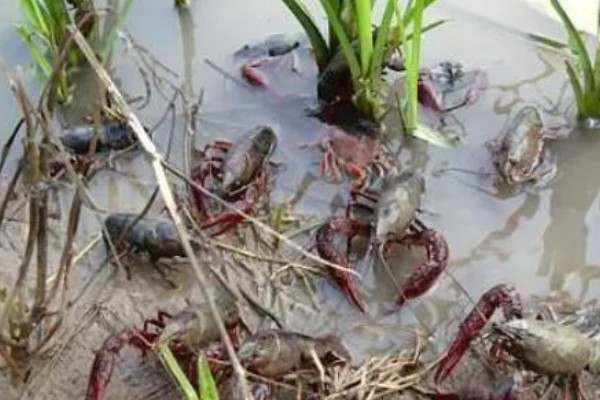 养殖淡水虾蟹存在的问题,饲料开发滞后