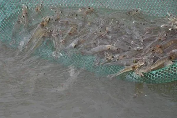 养殖淡水虾蟹存在的问题,饲料开发滞后