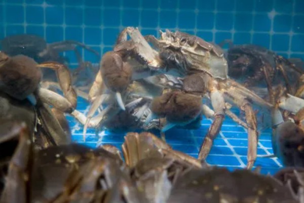 养殖淡水虾蟹存在的问题,饲料开发滞后