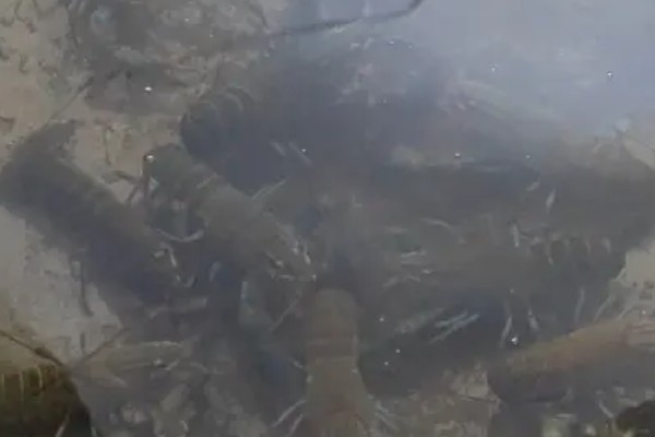 养殖淡水虾蟹存在的问题,饲料开发滞后