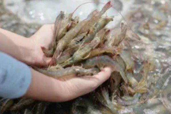 养殖淡水虾蟹存在的问题,饲料开发滞后