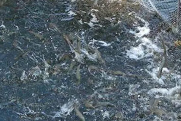 养殖淡水虾蟹存在的问题,饲料开发滞后