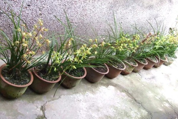 一香土可以种蕙兰吗,能种蕙兰