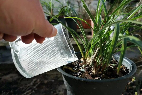 一香土可以种蕙兰吗,能种蕙兰