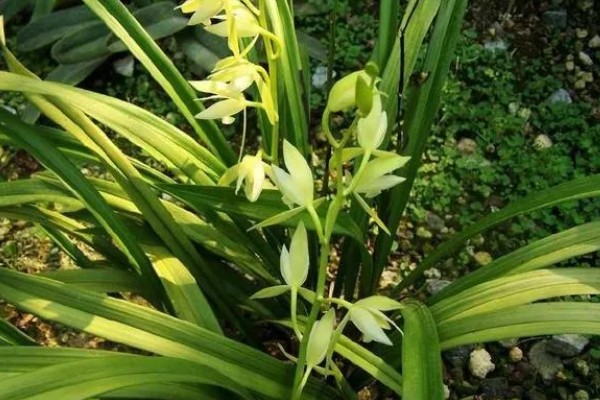 一香土可以种蕙兰吗,能种蕙兰