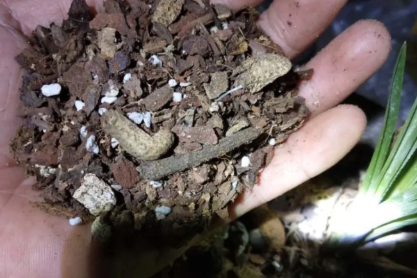 一香土可以种蕙兰吗,能种蕙兰