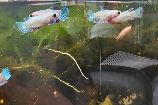 泰国斗鱼苗多久要单独养，出生2个月左右就可以