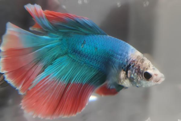 泰国斗鱼苗多久要单独养，出生2个月左右就可以