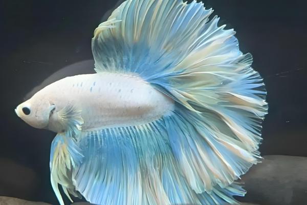 泰国斗鱼苗多久要单独养，出生2个月左右就可以