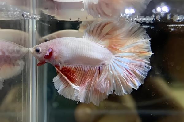 泰国斗鱼苗多久要单独养，出生2个月左右就可以