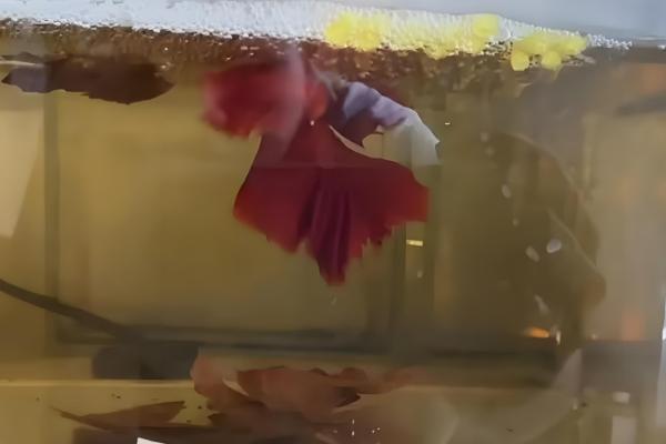 泰国斗鱼苗多久要单独养，出生2个月左右就可以