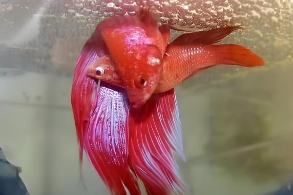 泰国斗鱼苗多久要单独养，出生2个月左右就可以