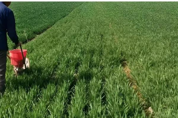 小麦需要一喷三防的原因，能起到增强抗寒能力、防治病虫害等效果