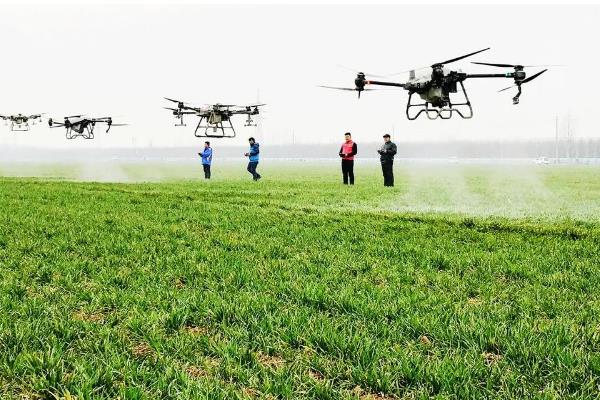 小麦需要一喷三防的原因，能起到增强抗寒能力、防治病虫害等效果