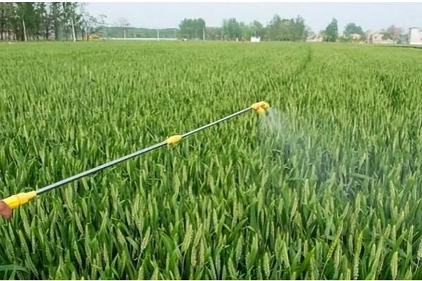 小麦需要一喷三防的原因，能起到增强抗寒能力、防治病虫害等效果