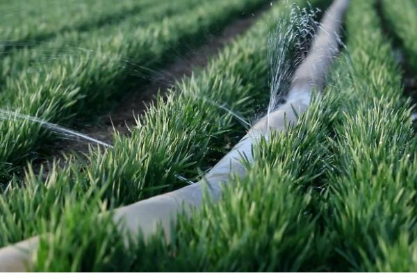 小麦需要一喷三防的原因，能起到增强抗寒能力、防治病虫害等效果