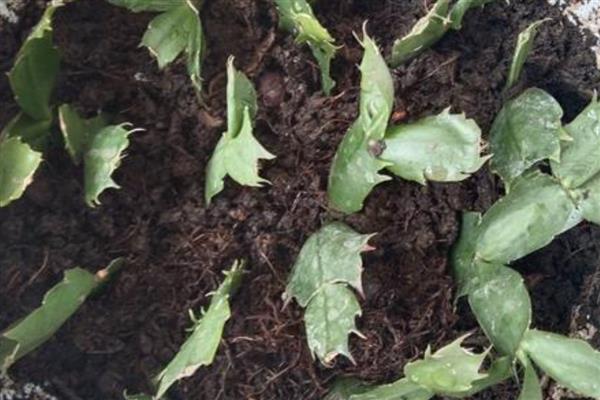 蠏爪兰花如何栽培,以沙质土壤种植为主