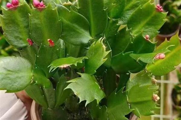 蠏爪兰花如何栽培,以沙质土壤种植为主