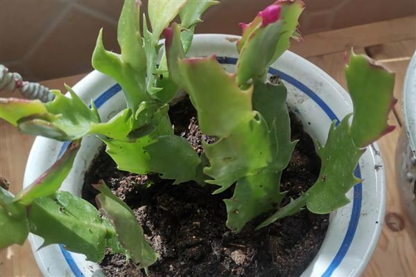 蠏爪兰花如何栽培,以沙质土壤种植为主