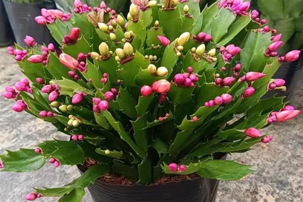 蠏爪兰花如何栽培,以沙质土壤种植为主