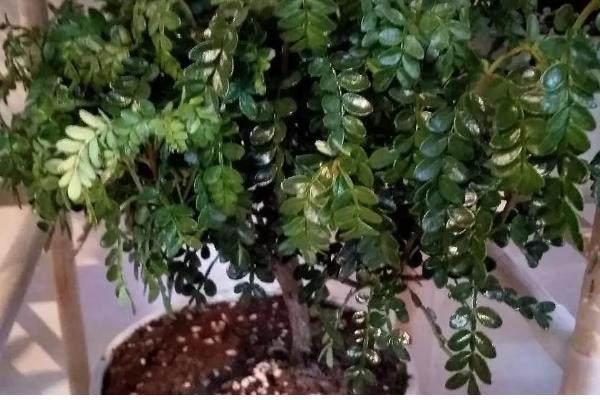 清香木的过冬方法,下雪天要放在室内