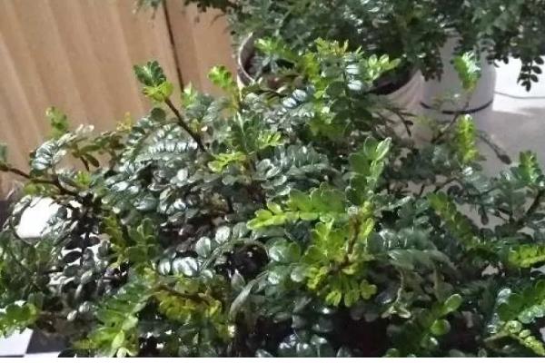 清香木的过冬方法,下雪天要放在室内