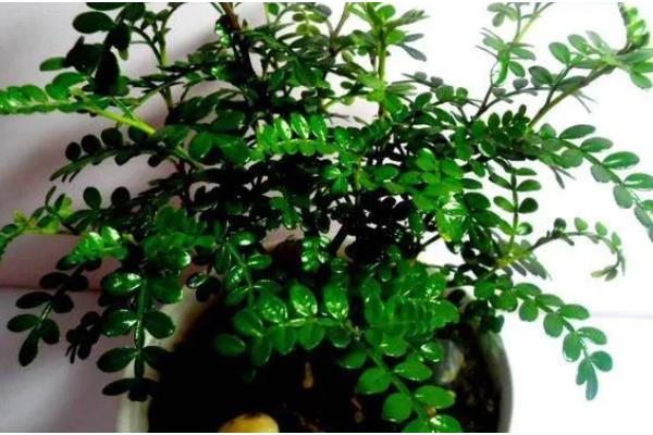 清香木的过冬方法,下雪天要放在室内