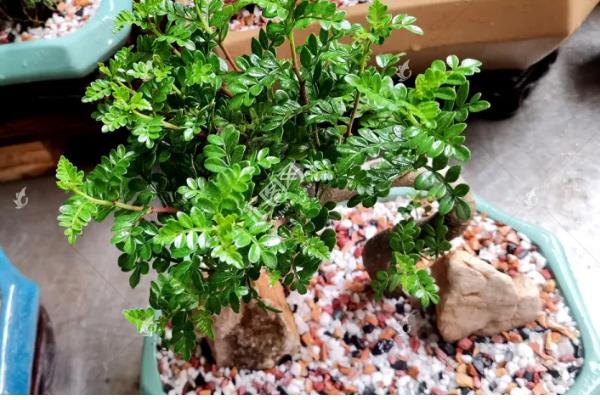 清香木的过冬方法,下雪天要放在室内