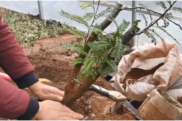 清香木的过冬方法,下雪天要放在室内