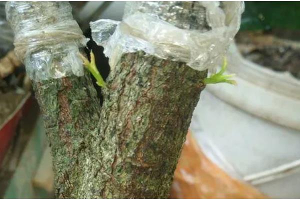 清香木的过冬方法,下雪天要放在室内