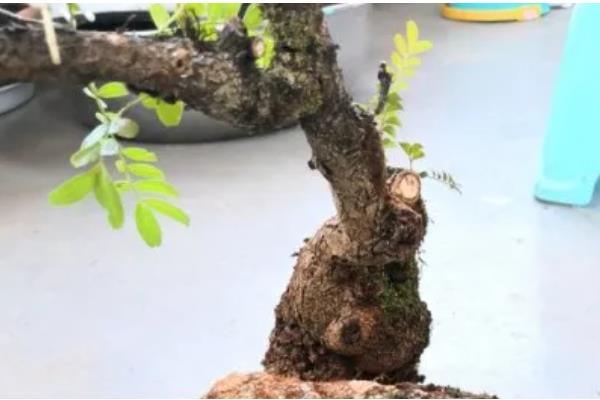 清香木的过冬方法,下雪天要放在室内