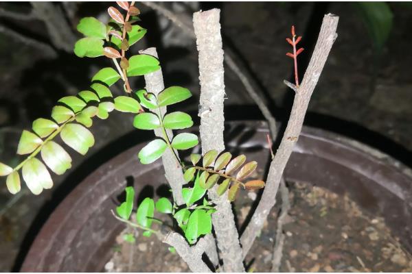 清香木的过冬方法,下雪天要放在室内