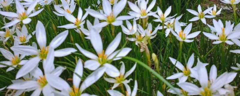 葱兰为何叶子发黄，可能是土壤不适、浇水不当等因素所致