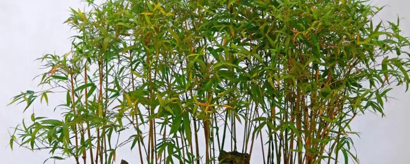 竹子怎么养殖，将环境的温度控制在12-22度