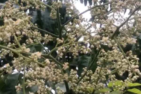 黄皮树的催花时间，一般在春季的时候催花