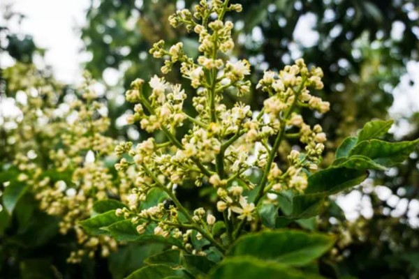 黄皮树的催花时间，一般在春季的时候催花