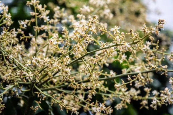 黄皮树的催花时间，一般在春季的时候催花