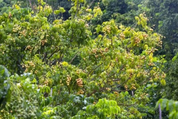黄皮树的催花时间，一般在春季的时候催花
