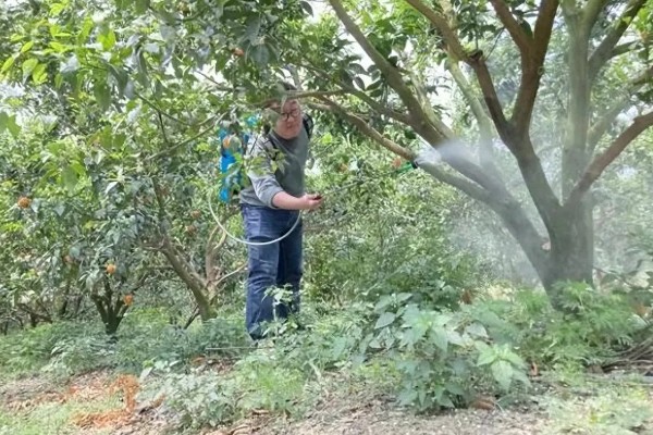 黄皮树的催花时间，一般在春季的时候催花