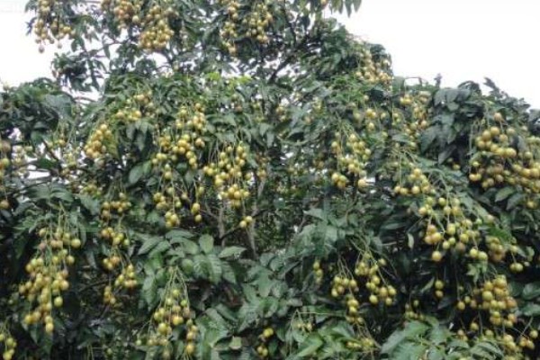 黄皮树的催花时间，一般在春季的时候催花