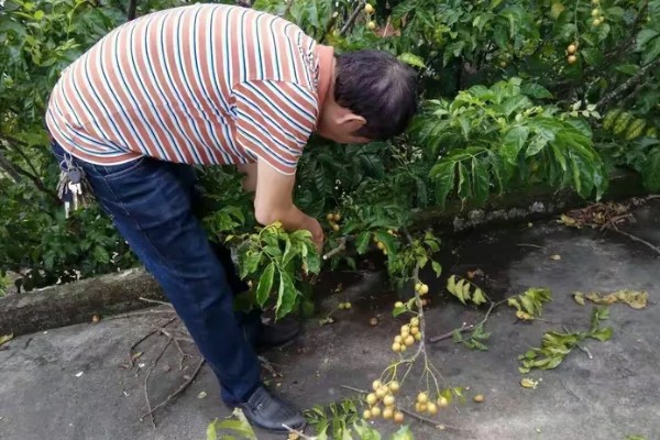 黄皮树的催花时间，一般在春季的时候催花